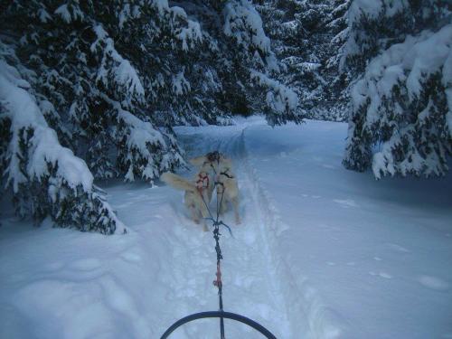 Les chiens n'attendent plus que vous !