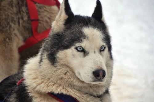 6 Chien De Traineau Bapteme 45min A L Alpe D Huez